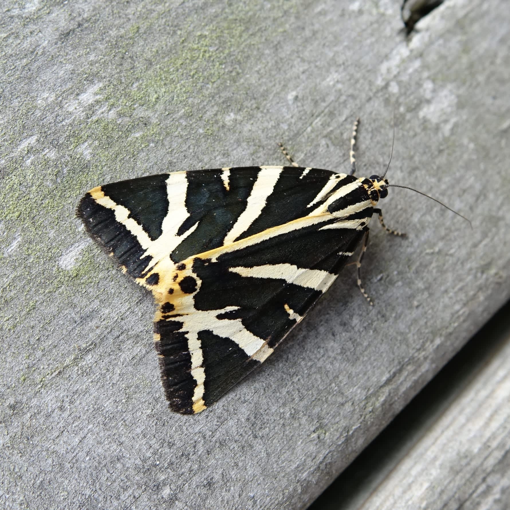 Jersey Tiger (Euplagia quadripunctaria) photographed in Somerset by Sue Davies