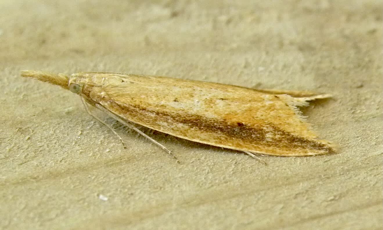 Reed Veneer (Chilo phragmitella) photographed in Somerset by Sue Davies