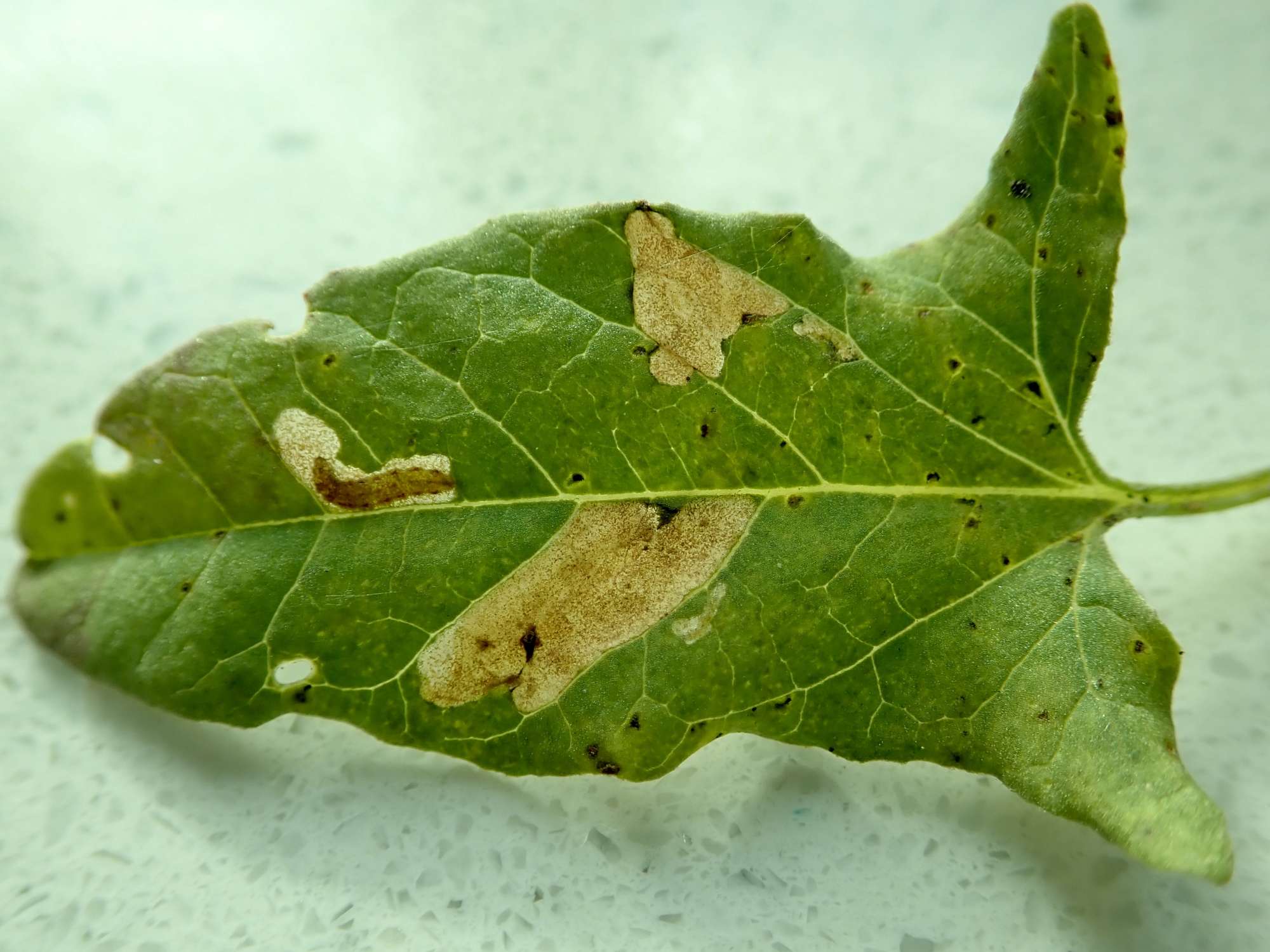 Bindweed Bent-wing (Bedellia somnulentella) photographed in Somerset by Sue Davies