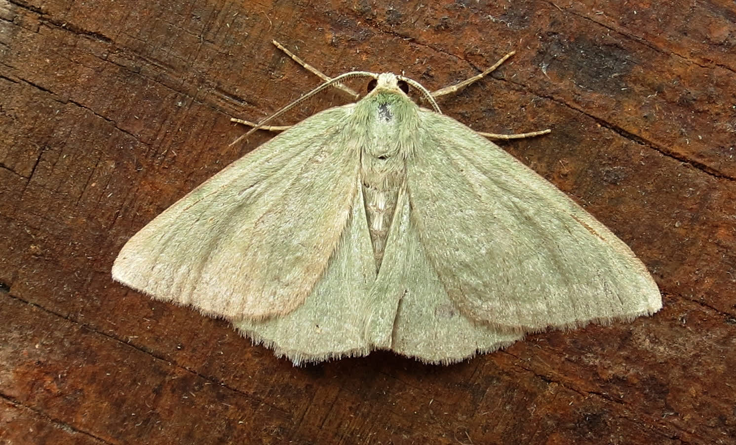 Grass Emerald (Pseudoterpna pruinata) photographed in Somerset by Steve Chapple