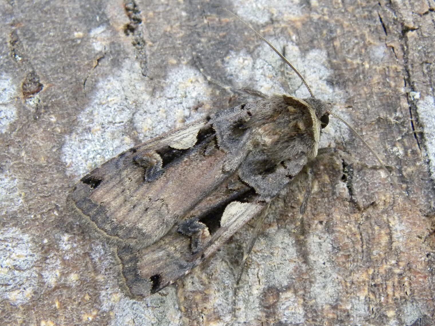 Setaceous Hebrew Character (Xestia c-nigrum) photographed in Somerset by Sue Davies