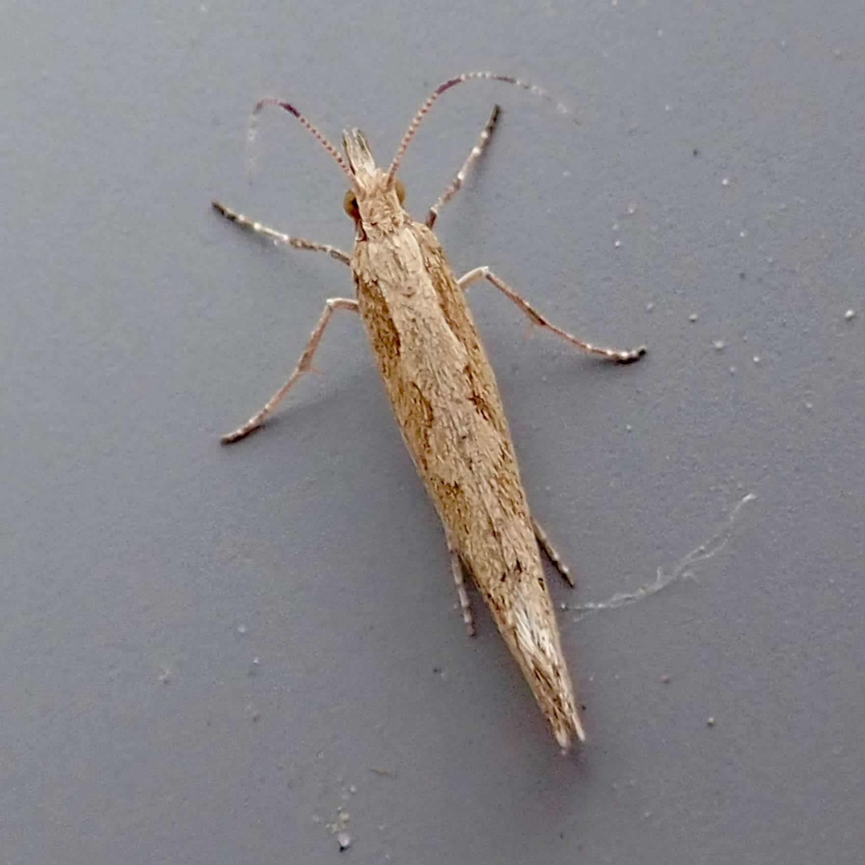 Diamond-back (Plutella xylostella) photographed in Somerset by Sue Davies