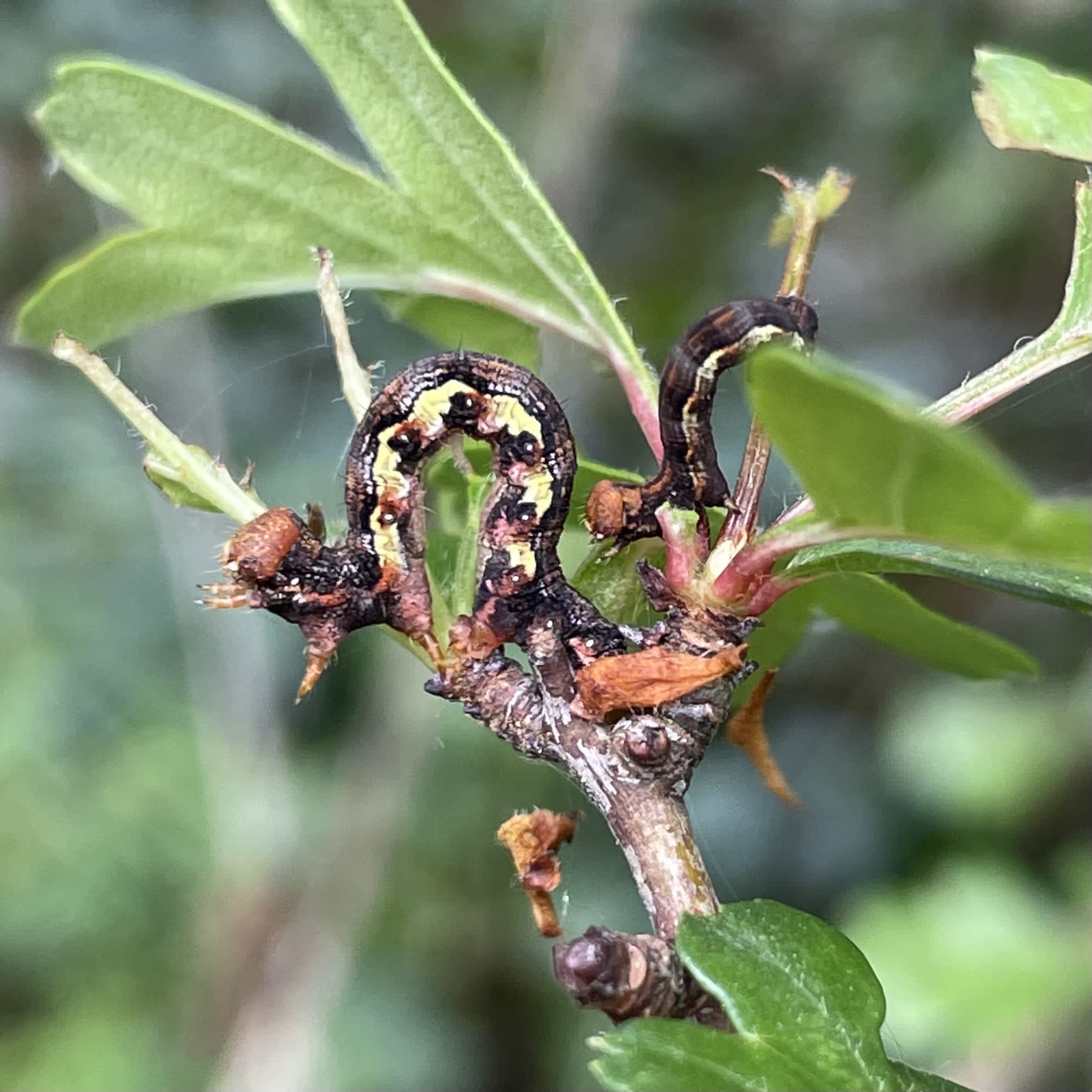 Mottled Umber (Erannis defoliaria) photographed in Somerset by Sue Davies