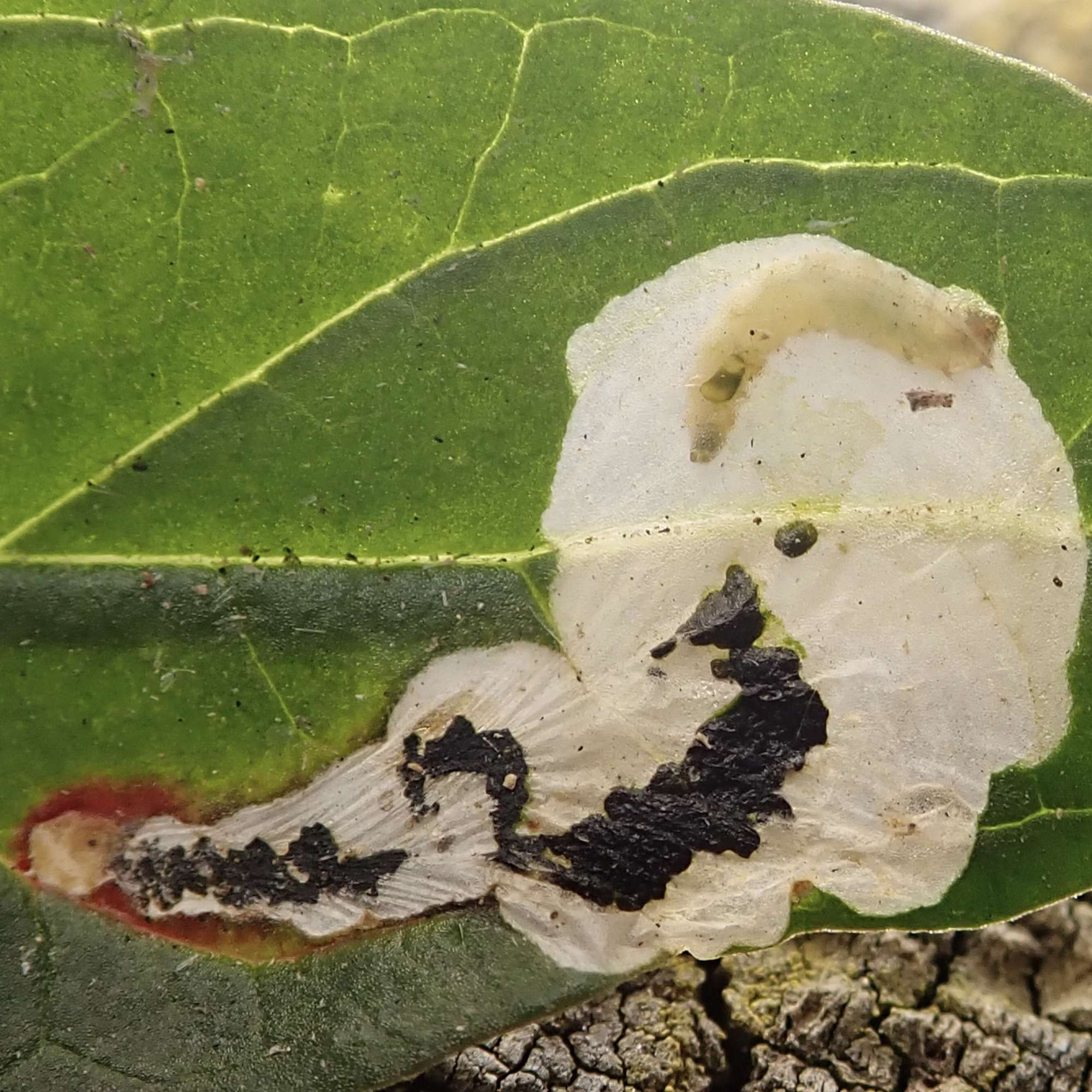 Six-spot Crest (Chrysoesthia sexguttella) photographed in Somerset by Sue Davies