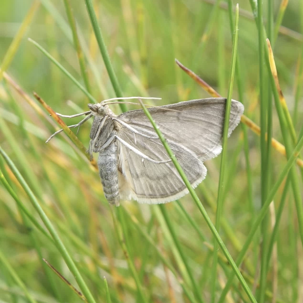 Cinerous Pearl (Anania fuscalis) photographed in Somerset by Sue Davies