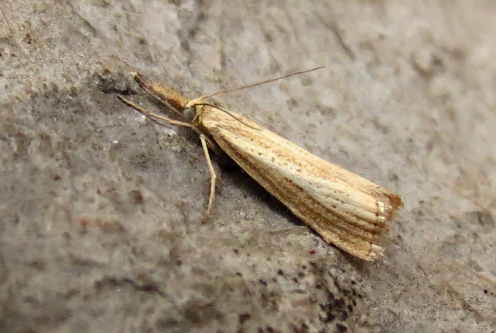 Straw Grass-veneer (Agriphila straminella) photographed in Somerset by Steve Chapple