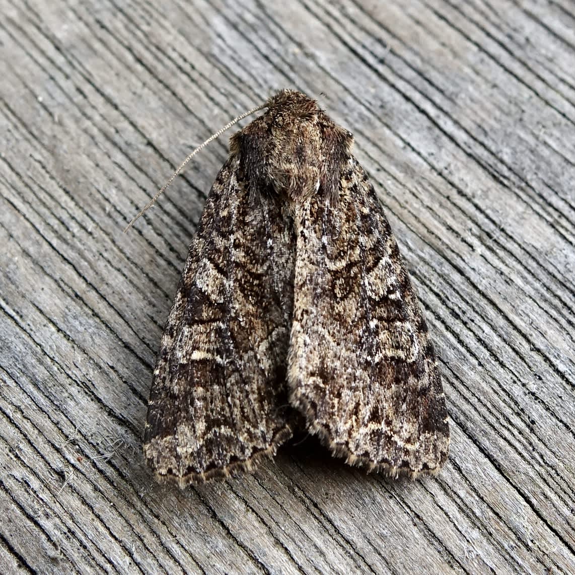 Dusky Brocade (Apamea remissa) photographed in Somerset by Sue Davies