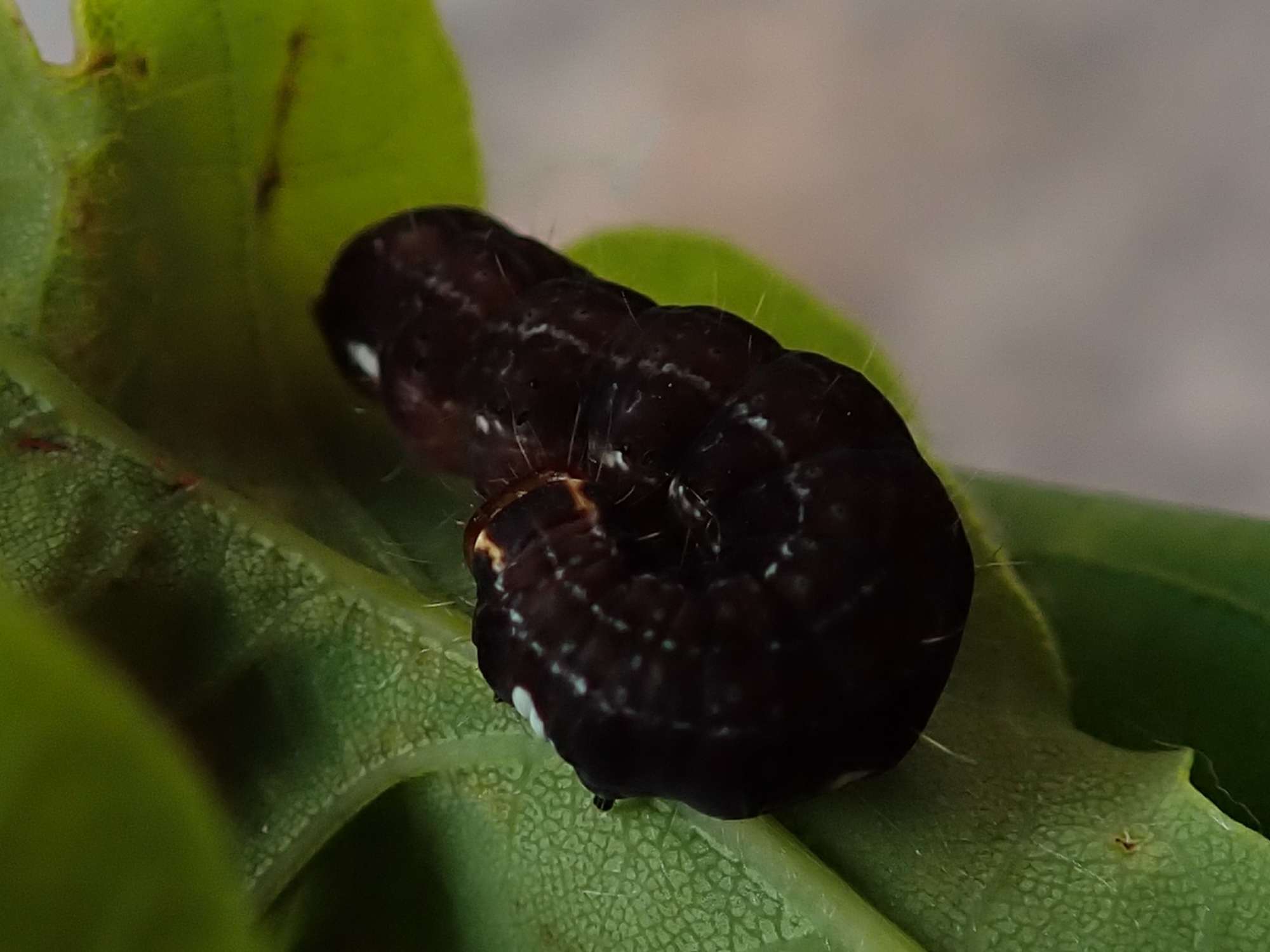 The Satellite (Eupsilia transversa) photographed in Somerset by Christopher Iles