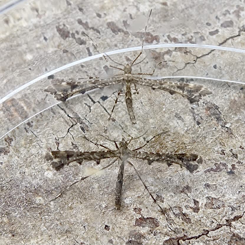 Brindled Plume (Amblyptilia punctidactyla) photographed in Somerset by Sue Davies