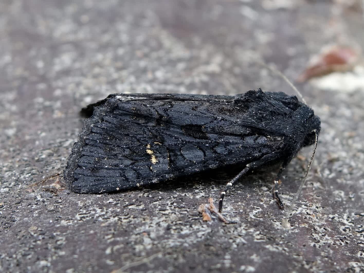 Black Rustic (Aporophyla nigra) photographed in Somerset by Sue Davies