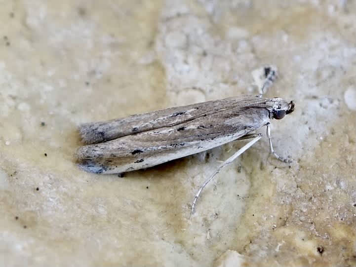 Ermine Knot-horn (Phycitodes binaevella) photographed in Somerset by Sue Davies