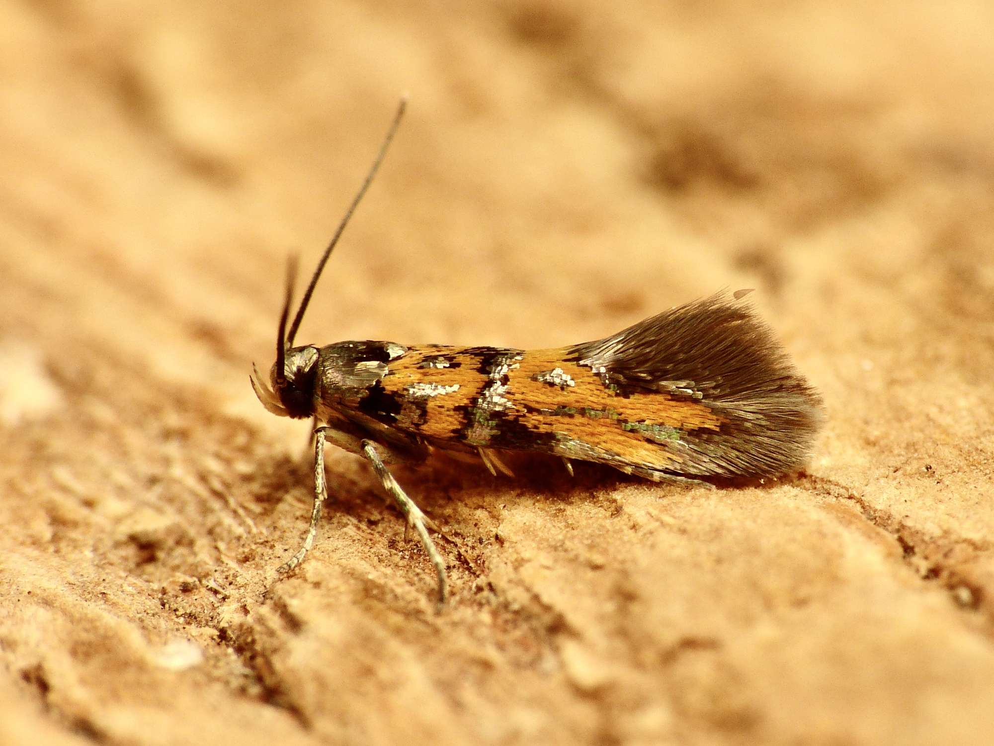 Flame Crest (Chrysoesthia drurella) photographed in Somerset by Paul Wilkins