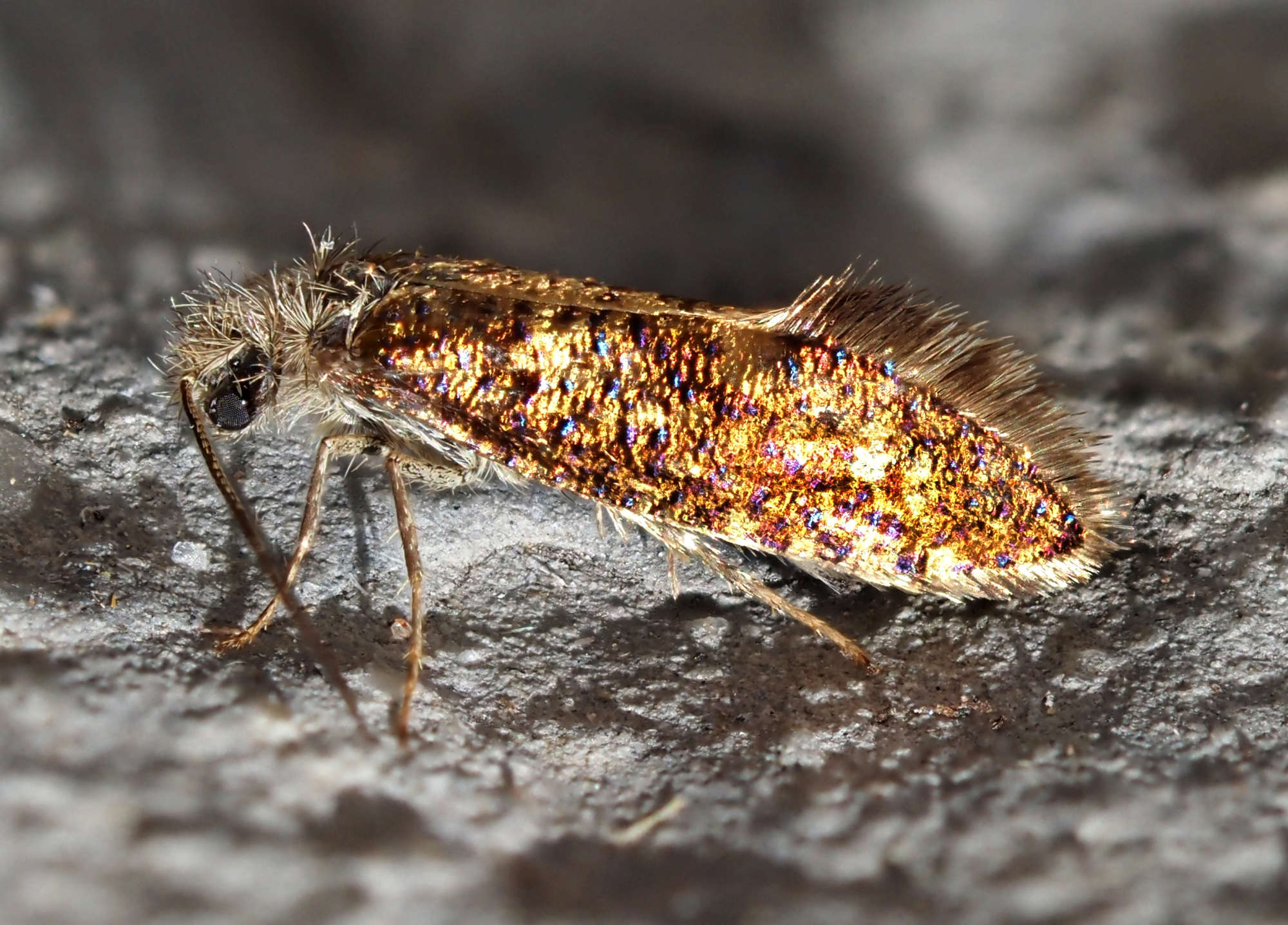 Common Oak Purple (Dyseriocrania subpurpurella) photographed in Somerset by Steve Chapple