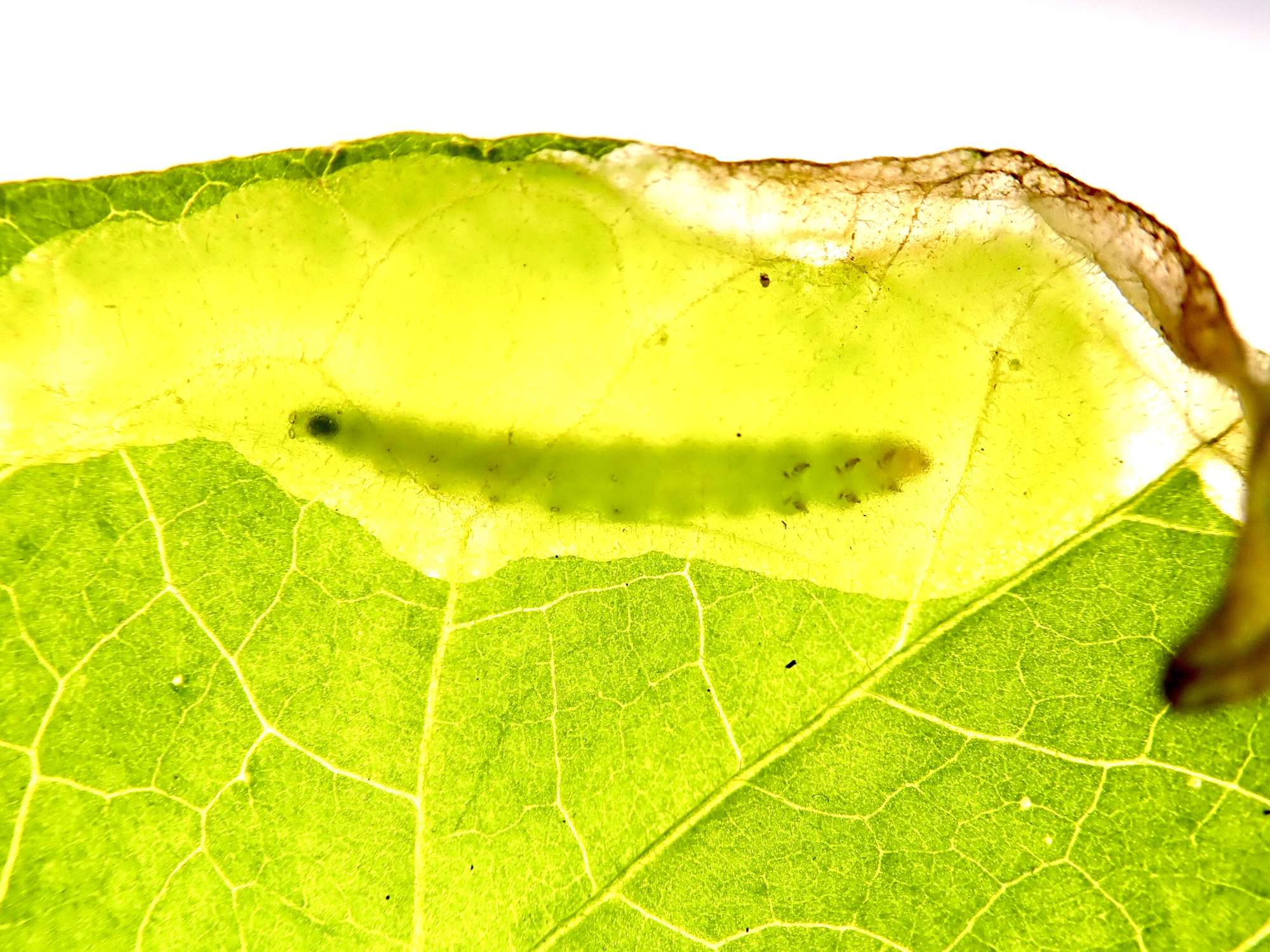 Bittersweet Fanner (Acrolepia autumnitella) photographed in Somerset by Sue Davies