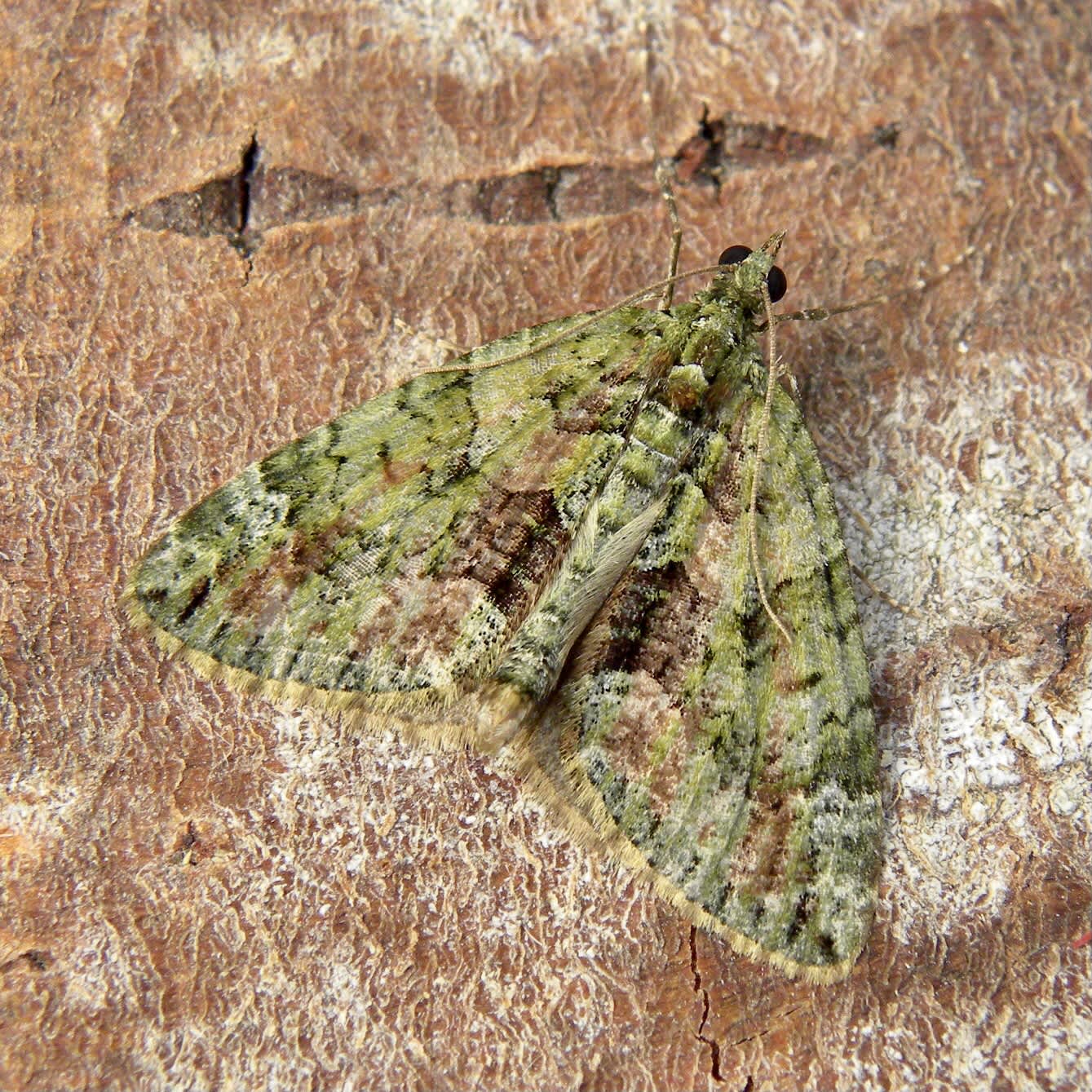 Red-green Carpet (Chloroclysta siterata) photographed in Somerset by Sue Davies