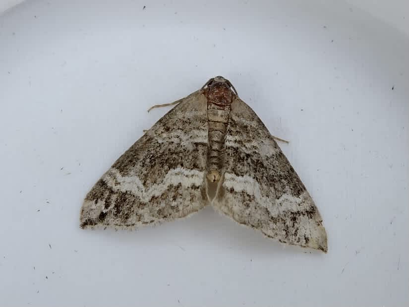 Barred Rivulet (Perizoma bifaciata) photographed in Somerset by Sue Davies