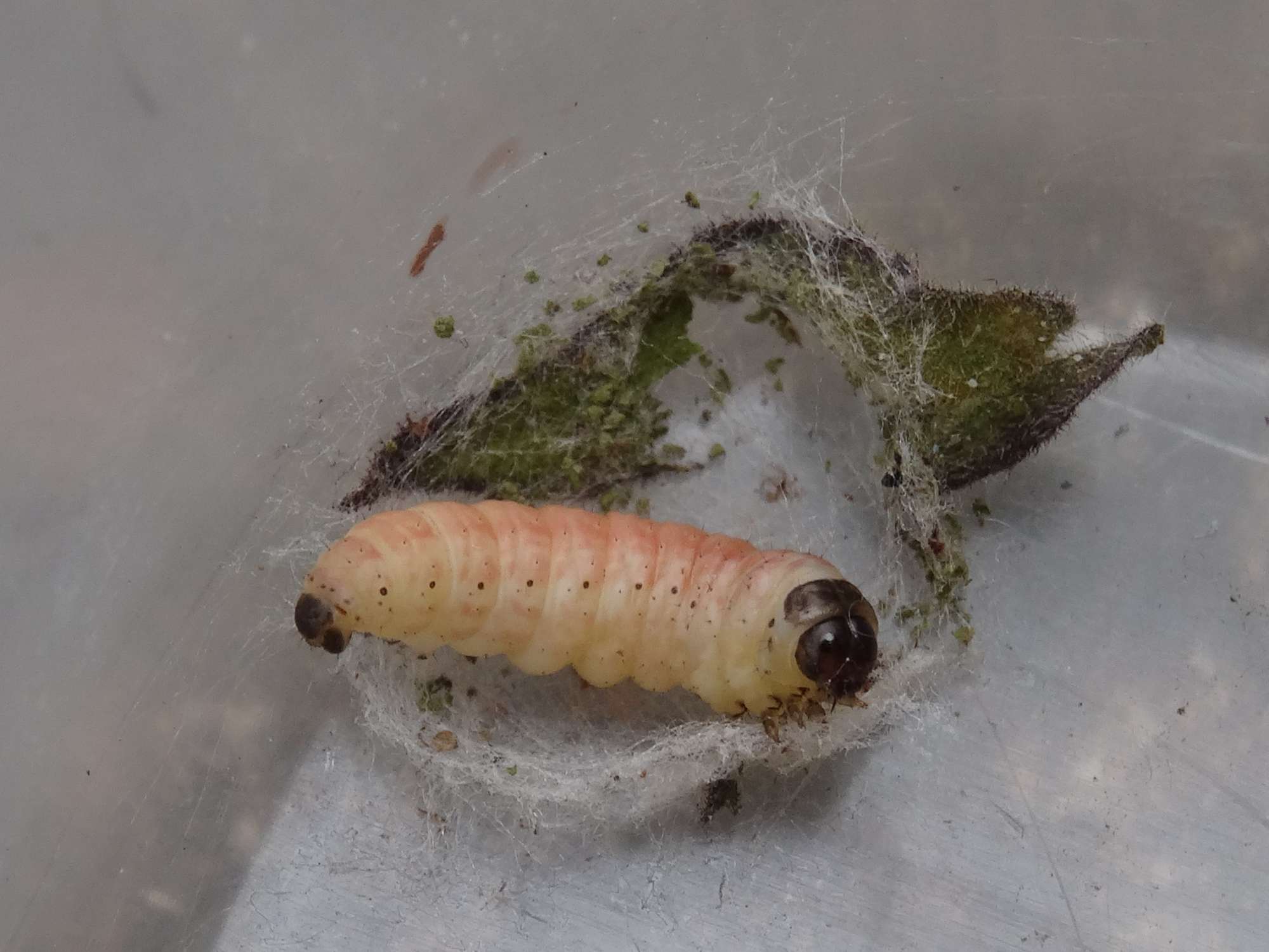 The Rivulet (Perizoma affinitata) photographed in Somerset by Christopher Iles