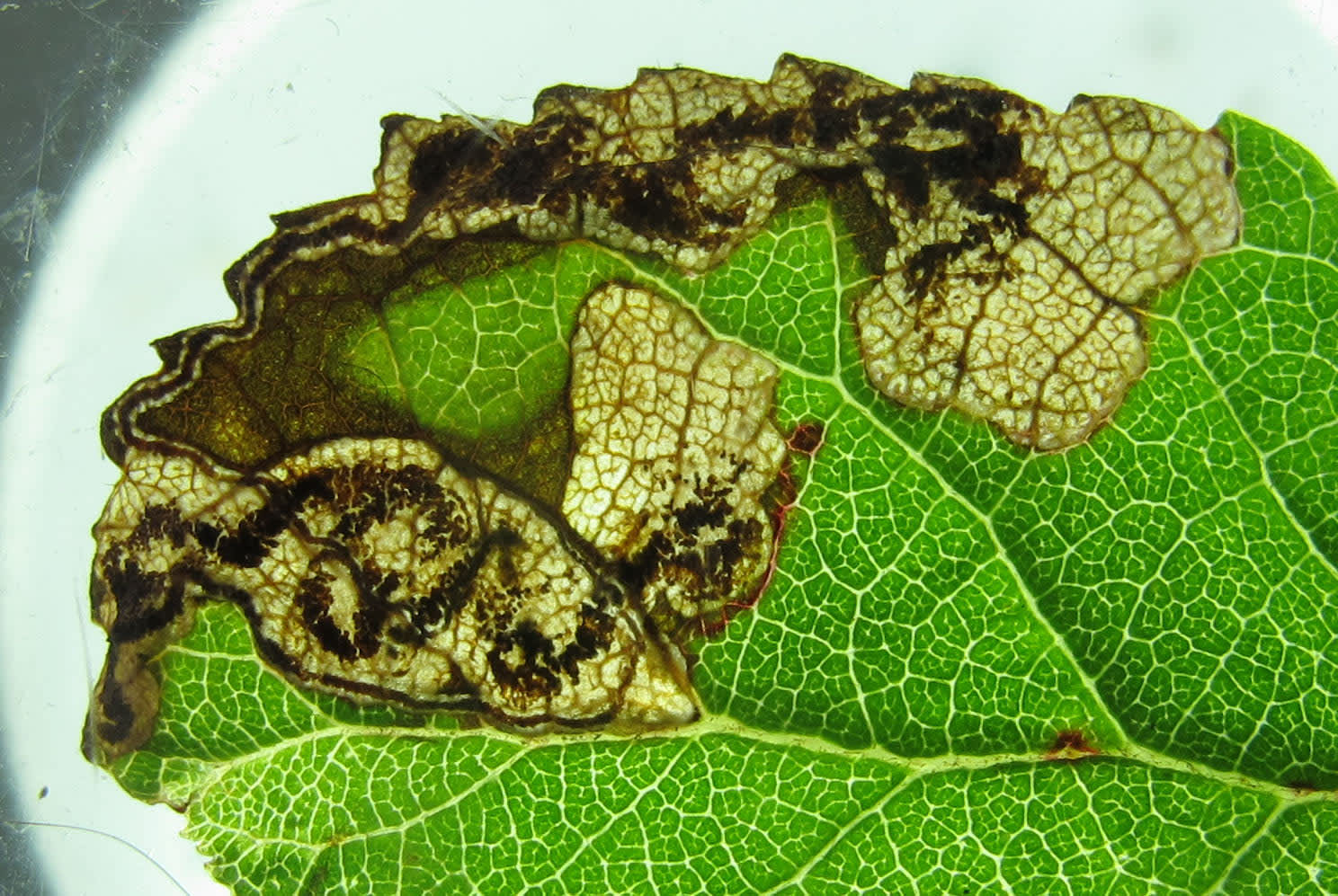 Blackthorn Pigmy (Ectoedemia spinosella) photographed in Somerset by Jenny Vickers