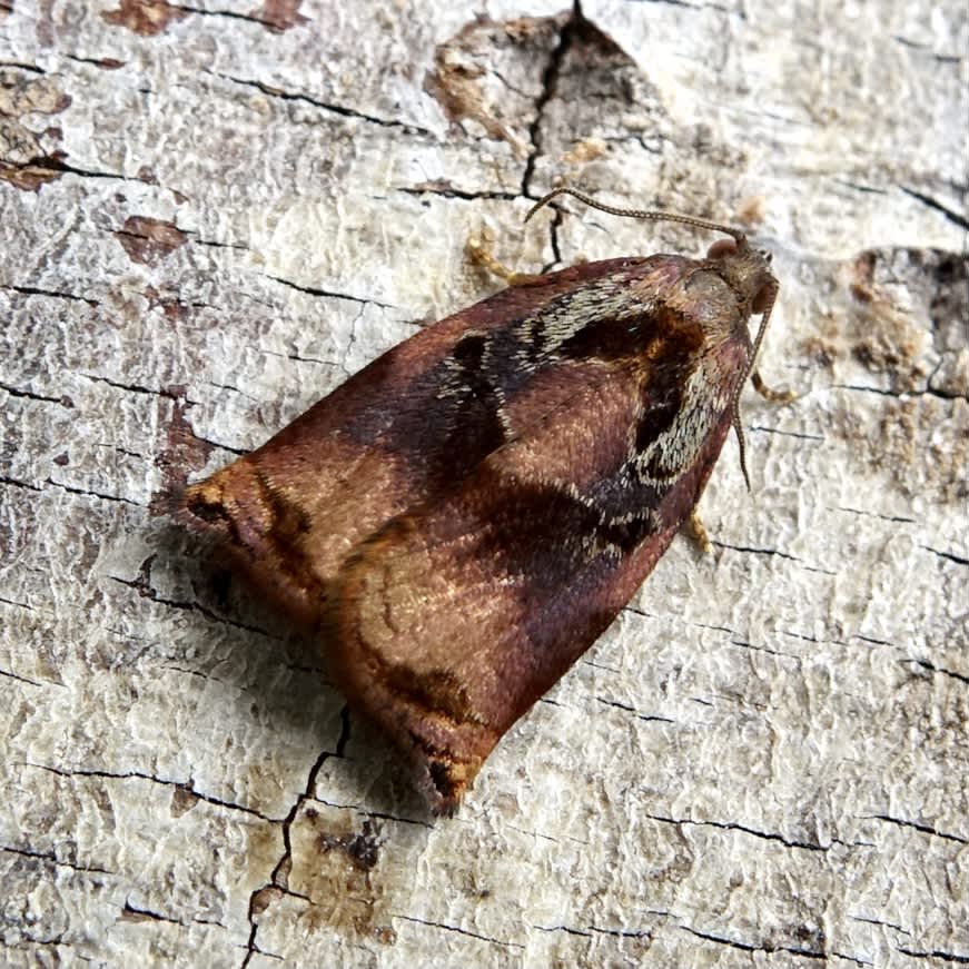 Large Fruit-tree Tortrix (Archips podana) photographed in Somerset by Sue Davies