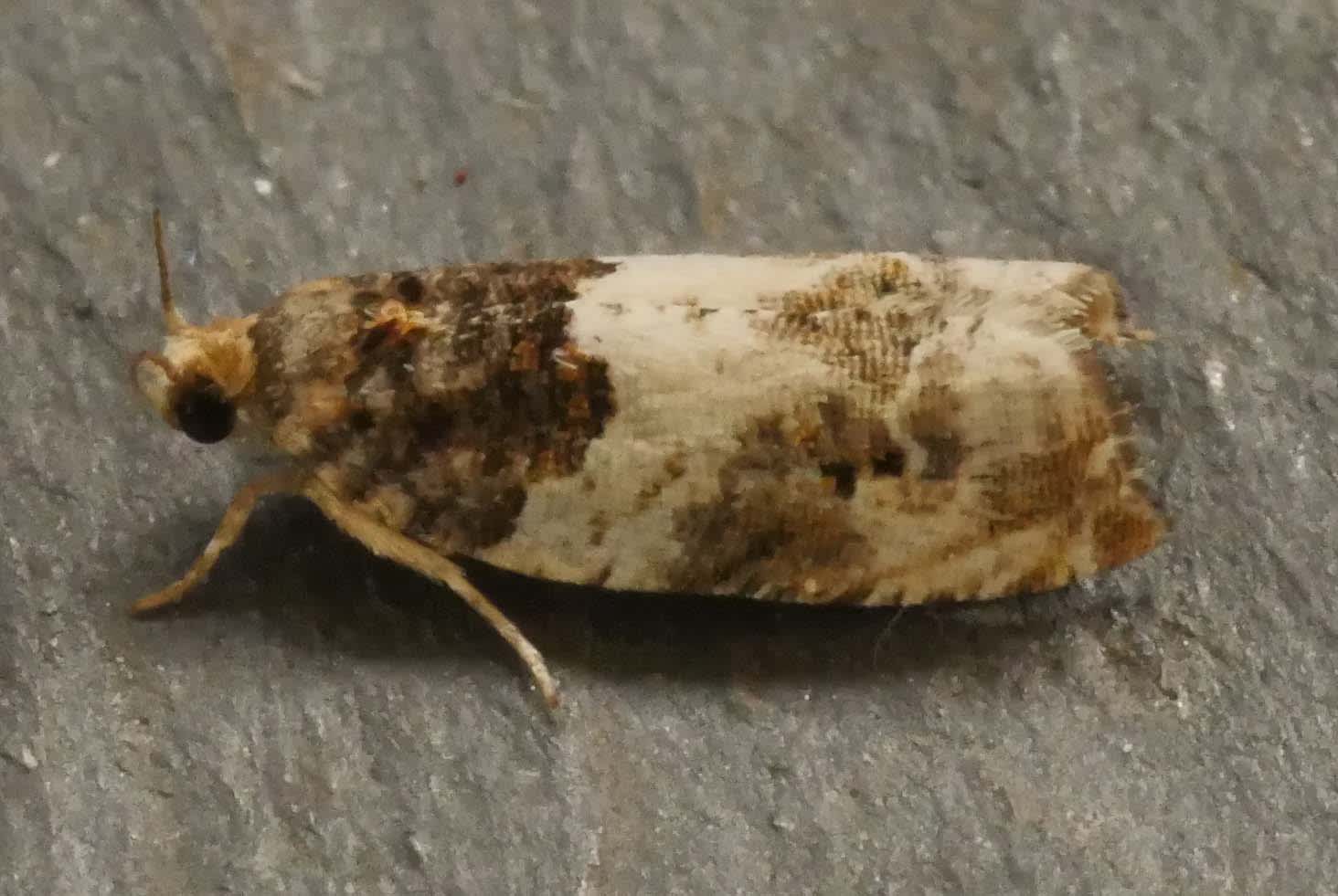 White Cloaked Shoot (Gypsonoma sociana) photographed in Somerset by Jenny Vickers