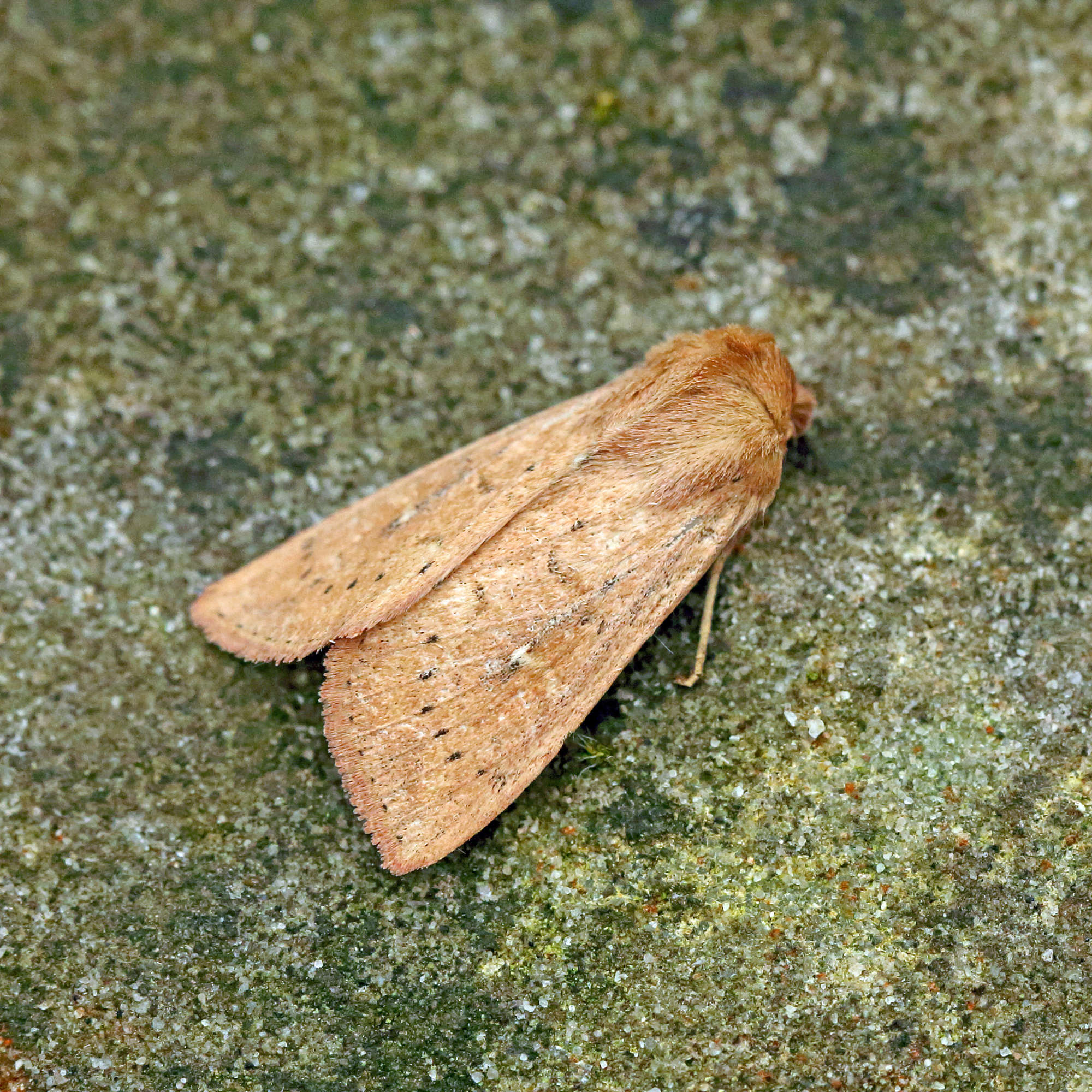 The Clay (Mythimna ferrago) photographed in Somerset by Nigel Voaden