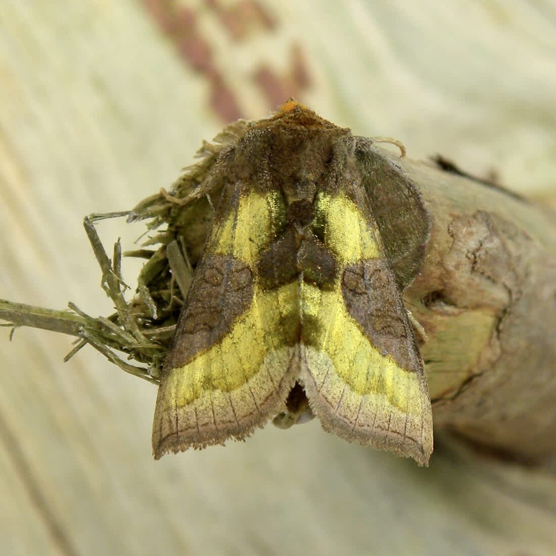 Burnished Brass (Diachrysia chrysitis) photographed in Somerset by Sue Davies