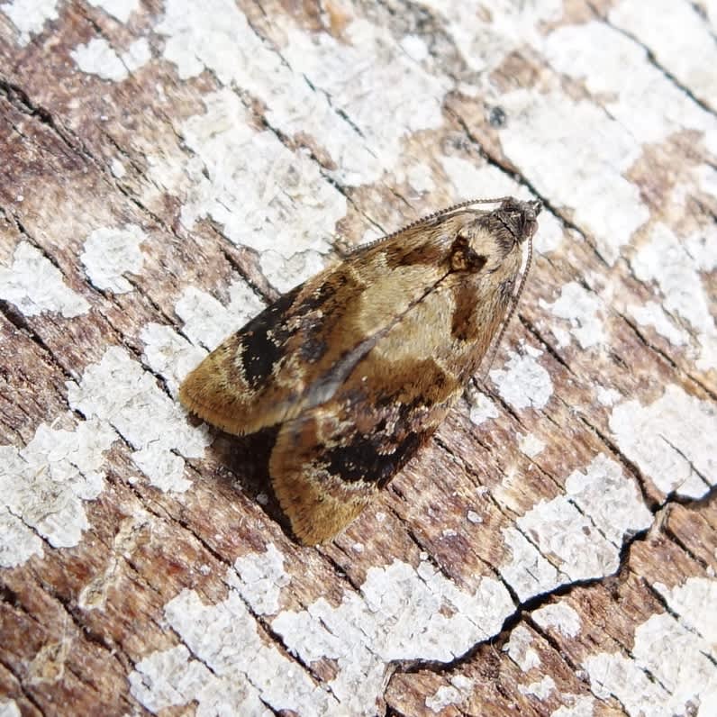 Red-barred Tortrix (Ditula angustiorana) photographed in Somerset by Sue Davies