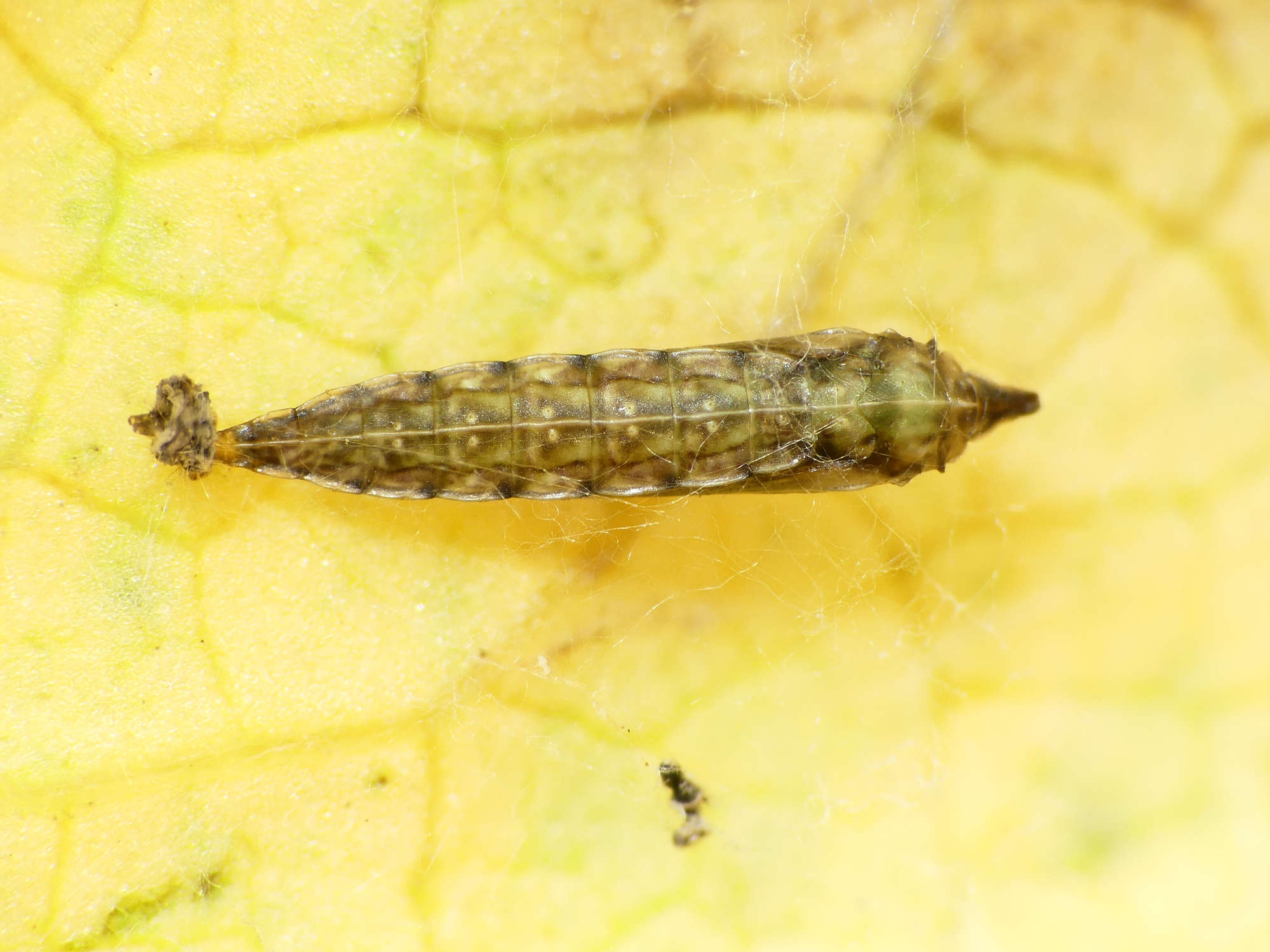 Bindweed Bent-wing (Bedellia somnulentella) photographed in Somerset by Paul Wilkins