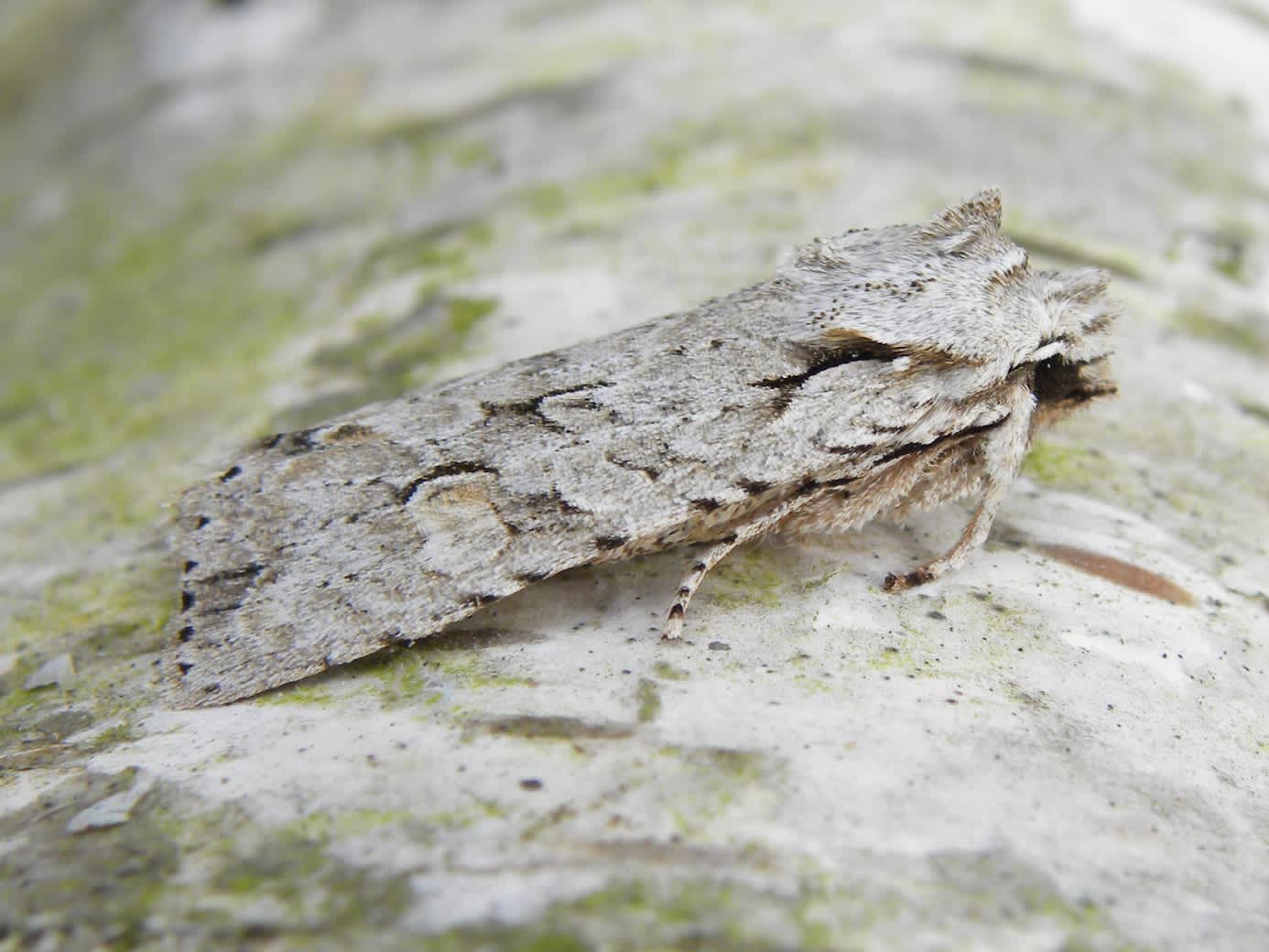 Grey Shoulder-knot (Lithophane ornitopus) photographed in Somerset by Sue Davies