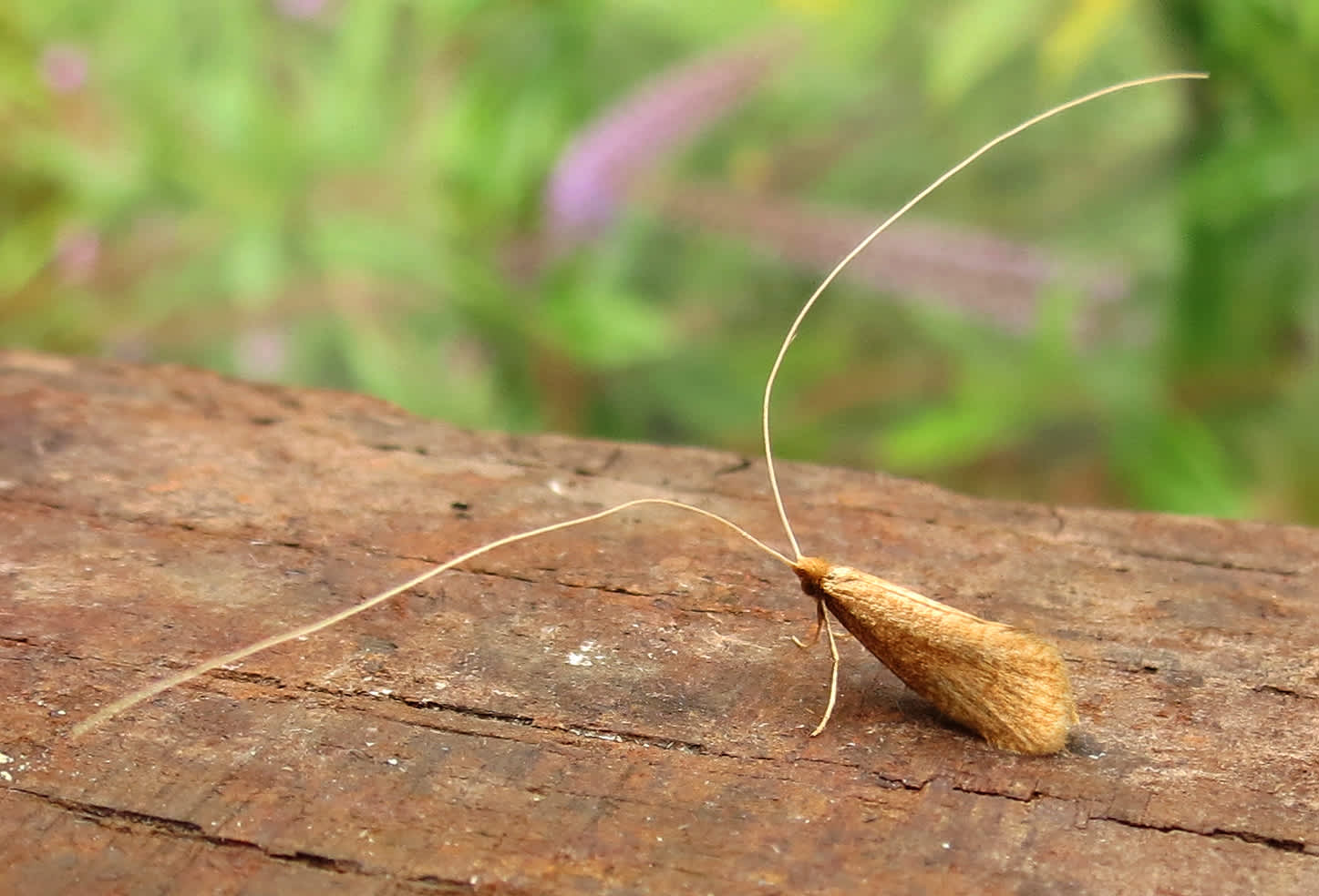 Large Long-horn (Nematopogon swammerdamella) photographed in Somerset by Steve Chapple