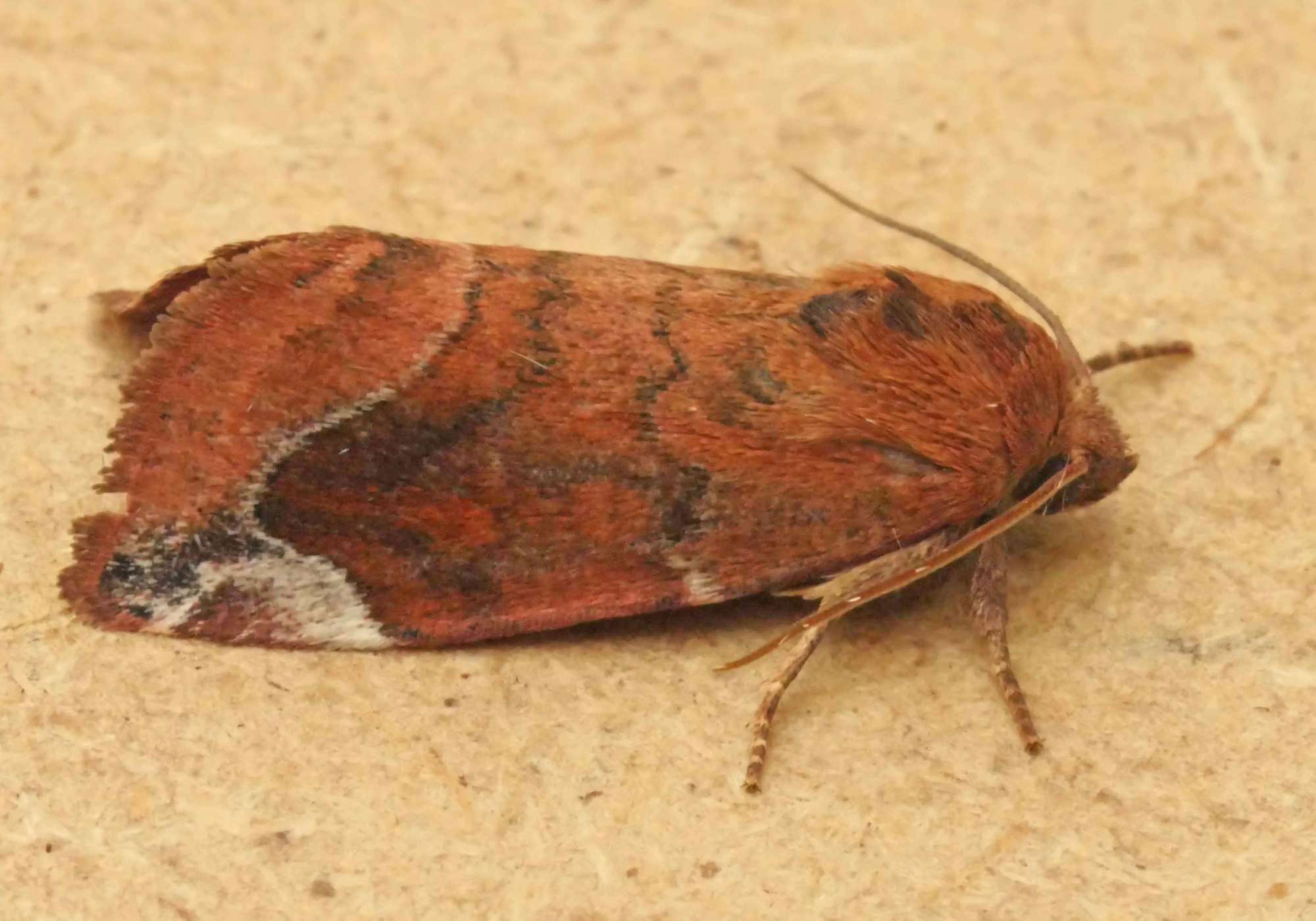 Lunar-spotted Pinion (Cosmia pyralina) photographed in Somerset by Jenny Vickers