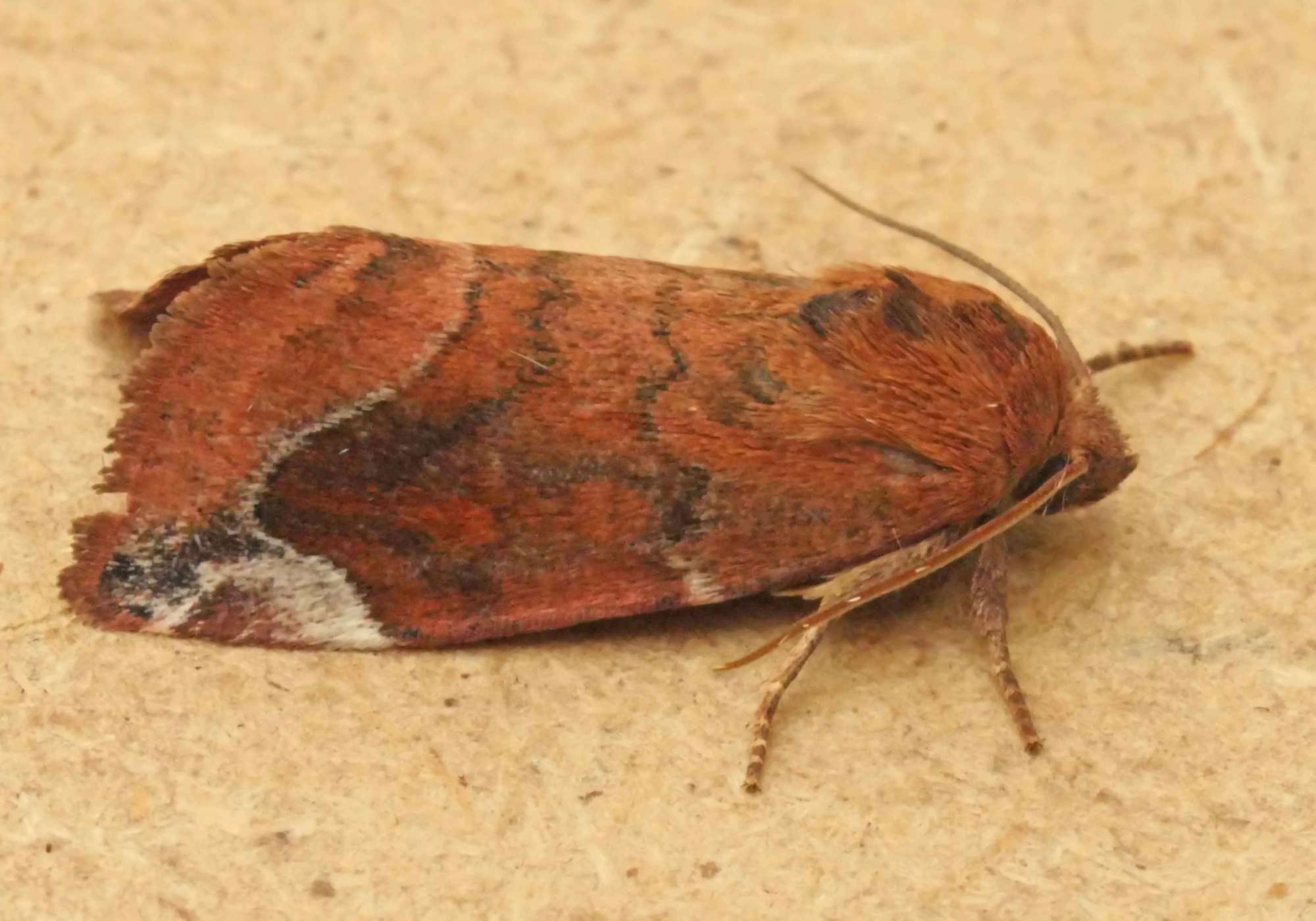 Lunar-spotted Pinion (Cosmia pyralina) photographed in Somerset by Jenny Vickers