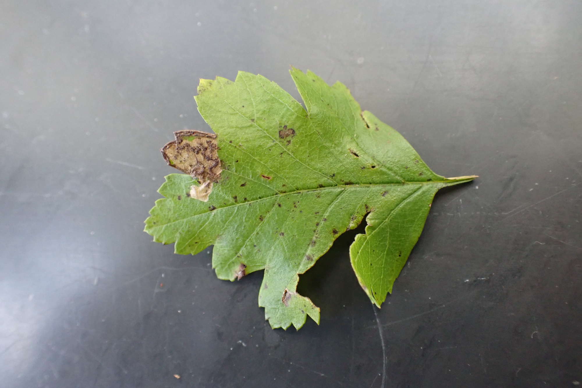 Pinch-barred Pigmy (Ectoedemia atricollis) photographed in Somerset by Jenny Vickers