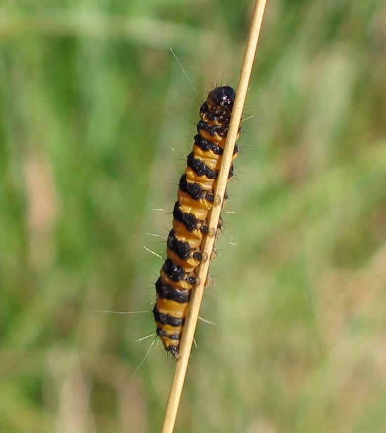 The Cinnabar (Tyria jacobaeae) photographed in Somerset by Christopher Iles