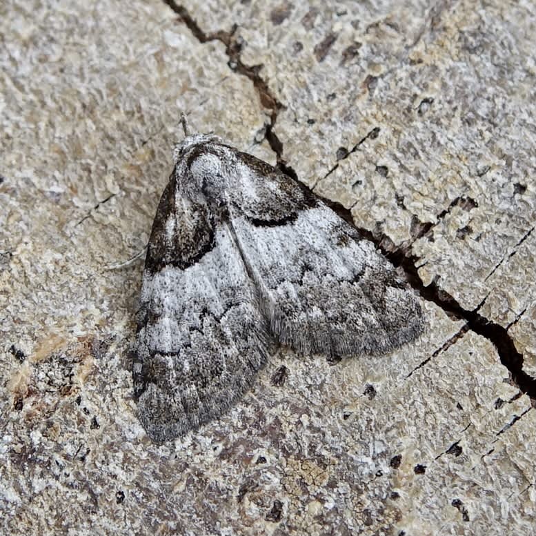 Short-cloaked Moth (Nola cucullatella) photographed in Somerset by Sue Davies