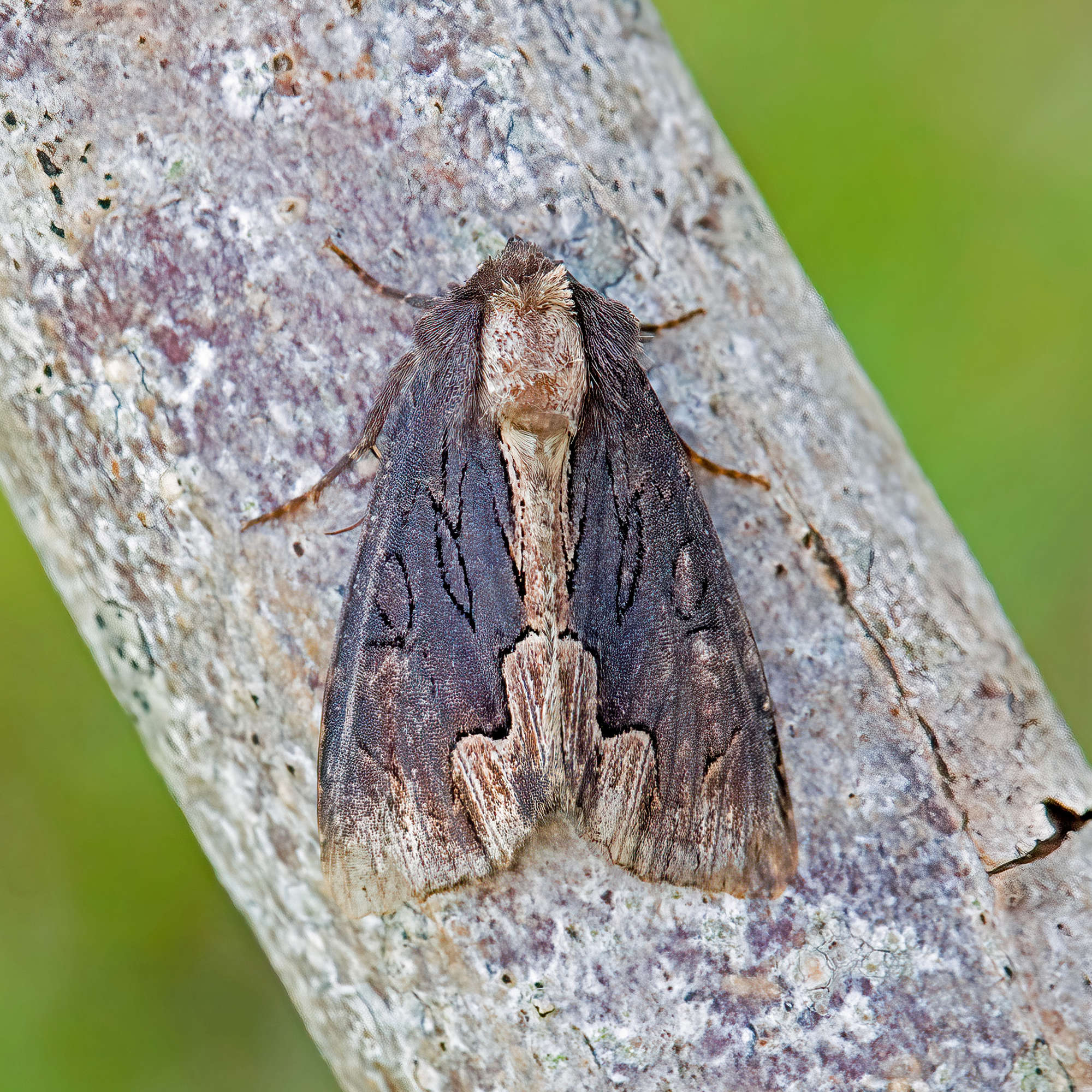 Bird's Wing (Dypterygia scabriuscula) photographed in Somerset by Nigel Voaden