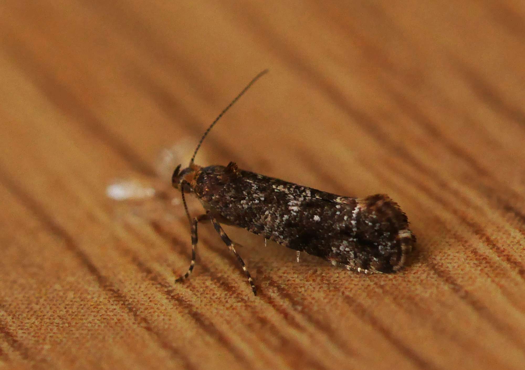 Bittersweet Fanner (Acrolepia autumnitella) photographed in Somerset by John Connolly