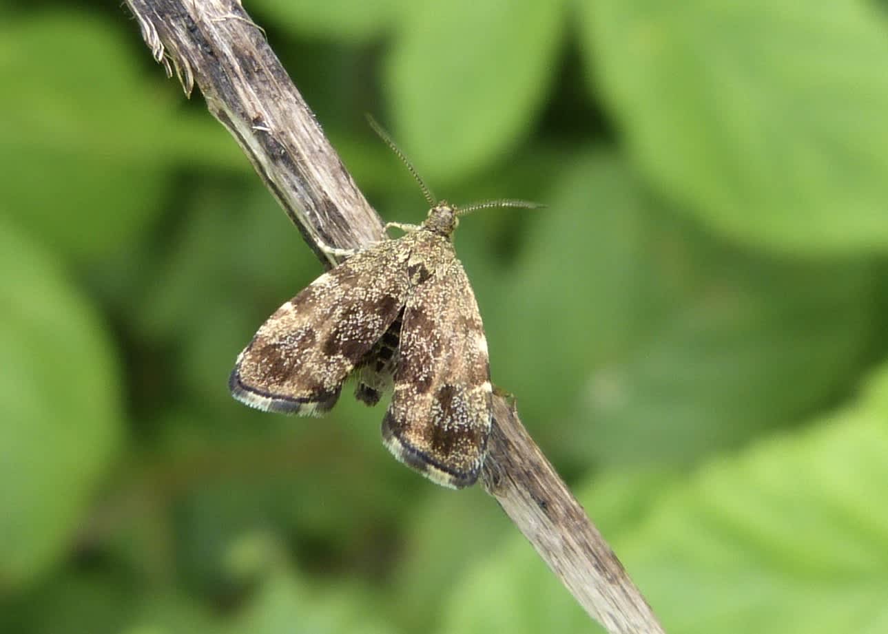 Common Nettle-tap (Anthophila fabriciana) photographed in Somerset by Paul Wilkins