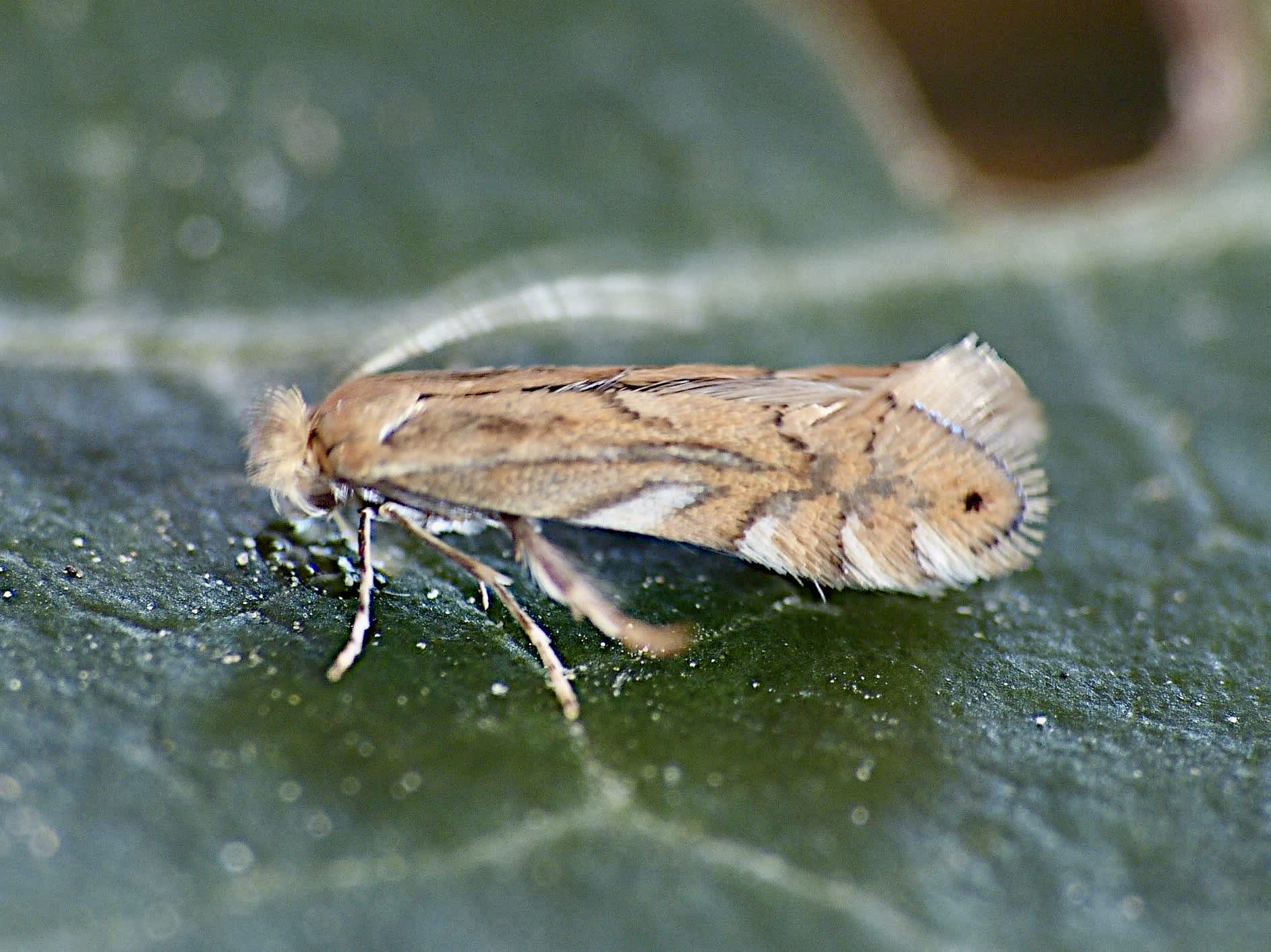 Common Oak Midget (Phyllonorycter quercifoliella) photographed in Somerset by Paul Wilkins