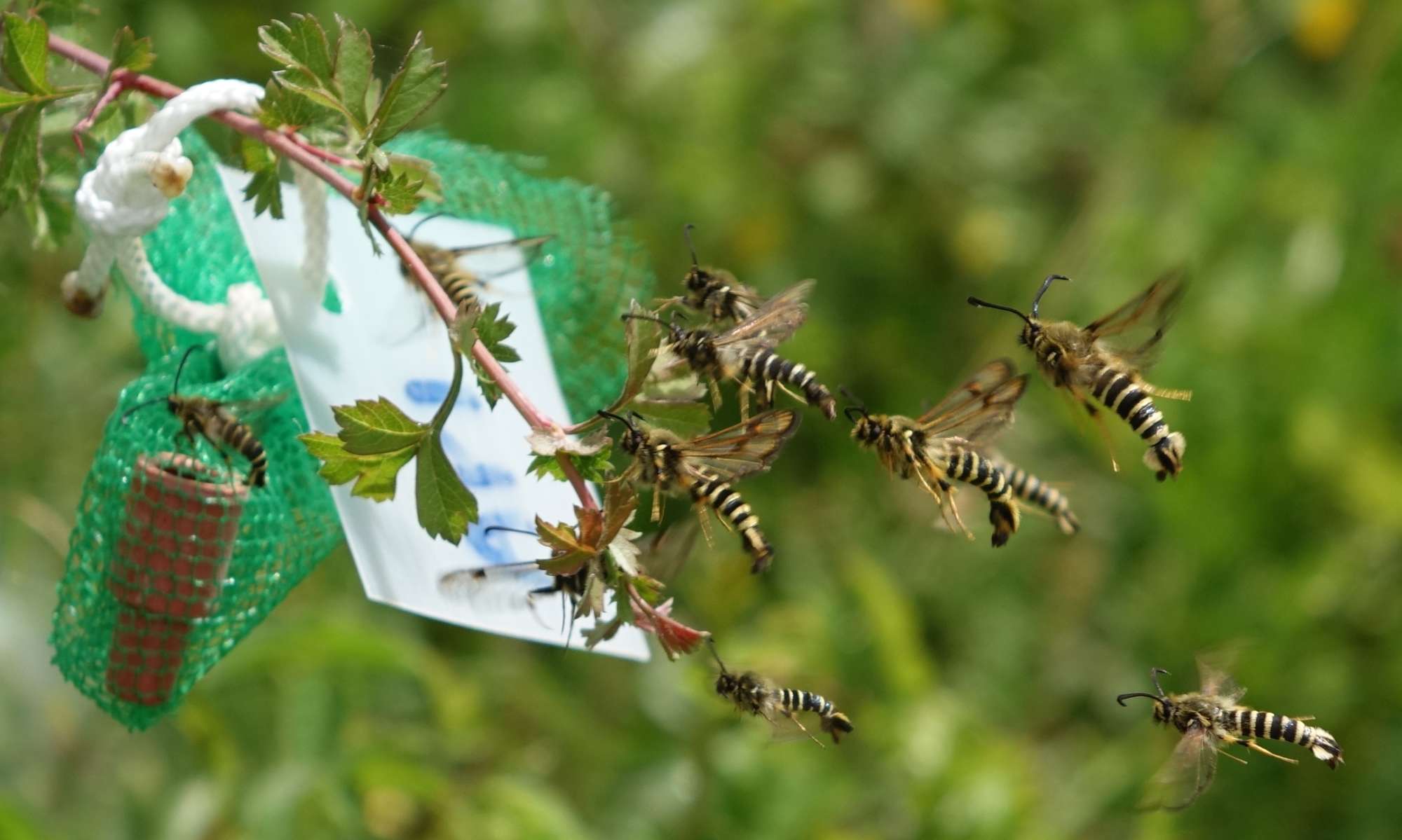 Six-belted Clearwing (Bembecia ichneumoniformis) photographed in Somerset by Sue Davies