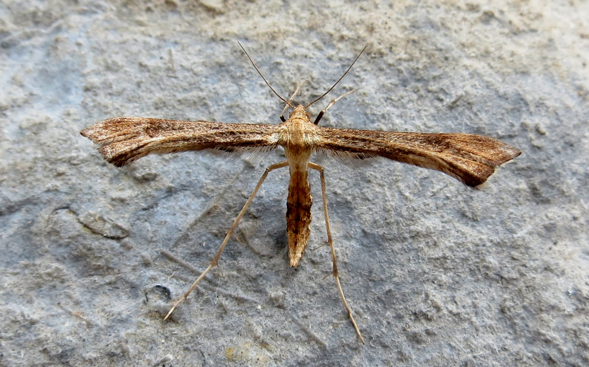 Hoary Plume (Platyptilia isodactylus) photographed in Somerset by Steve Chapple