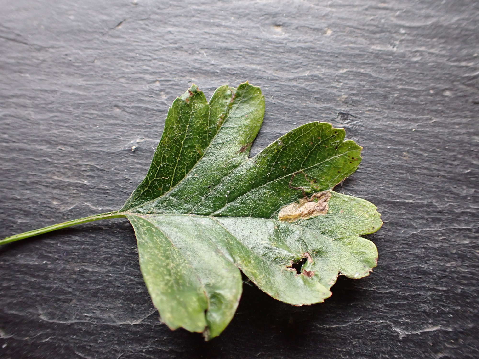 Greenish Thorn Pigmy (Stigmella hybnerella) photographed in Somerset by Jenny Vickers