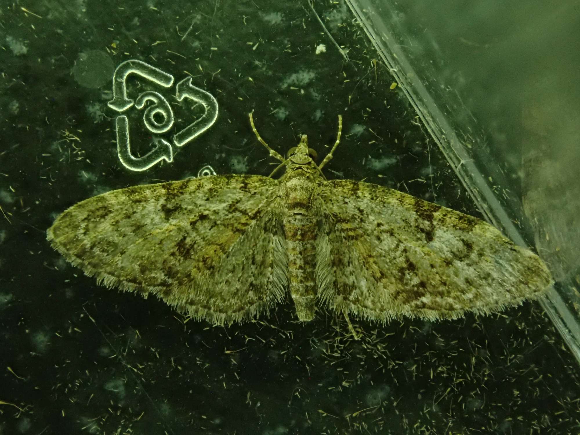 Mottled Pug (Eupithecia exiguata) photographed in Somerset by Christopher Iles