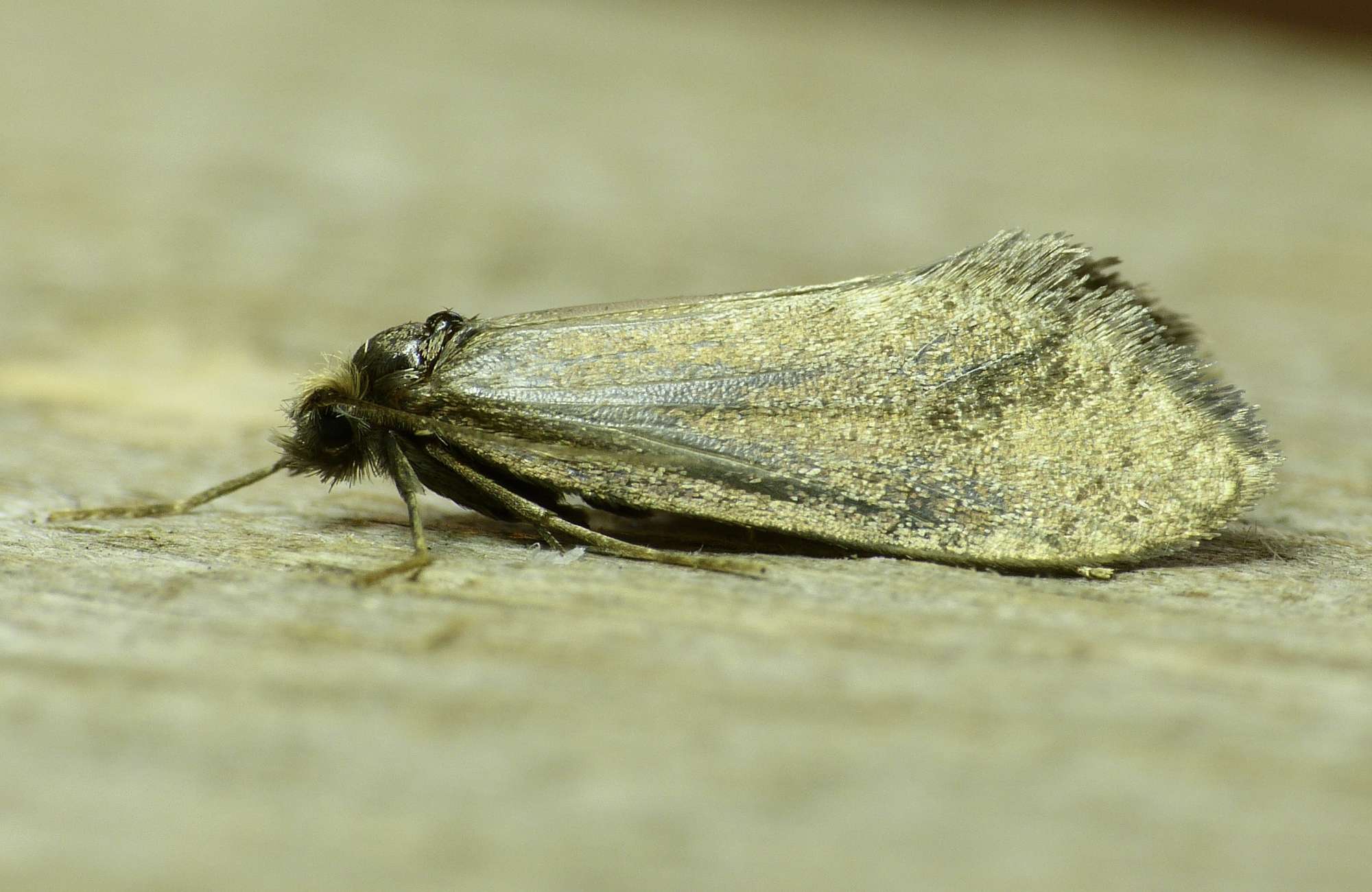 Brown Bagworm (Taleporia tubulosa) photographed in Somerset by Paul Wilkins