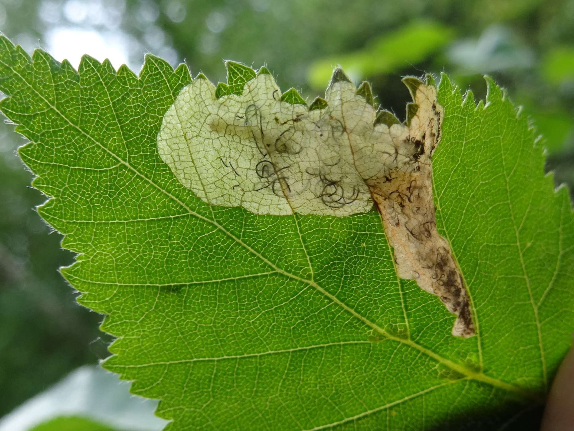 Small Birch Purple (Eriocrania salopiella) photographed in Somerset by Christopher Iles