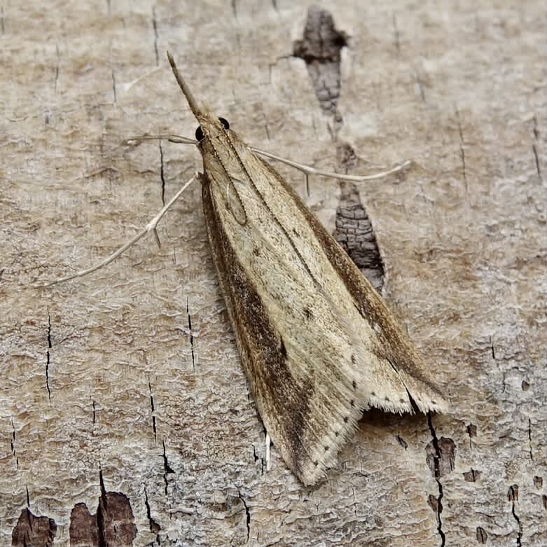 Pale Water-veneer (Donacaula forficella) photographed in Somerset by Sue Davies