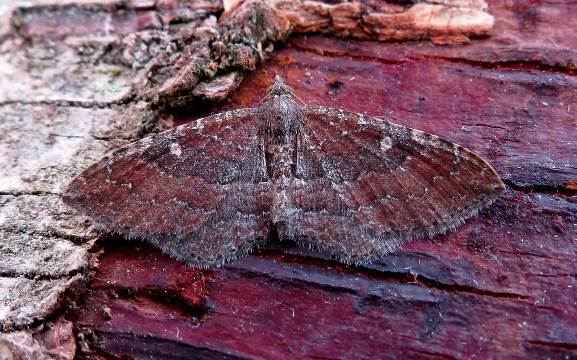 The Gem (Nycterosea obstipata) photographed in Somerset by Steve Chapple