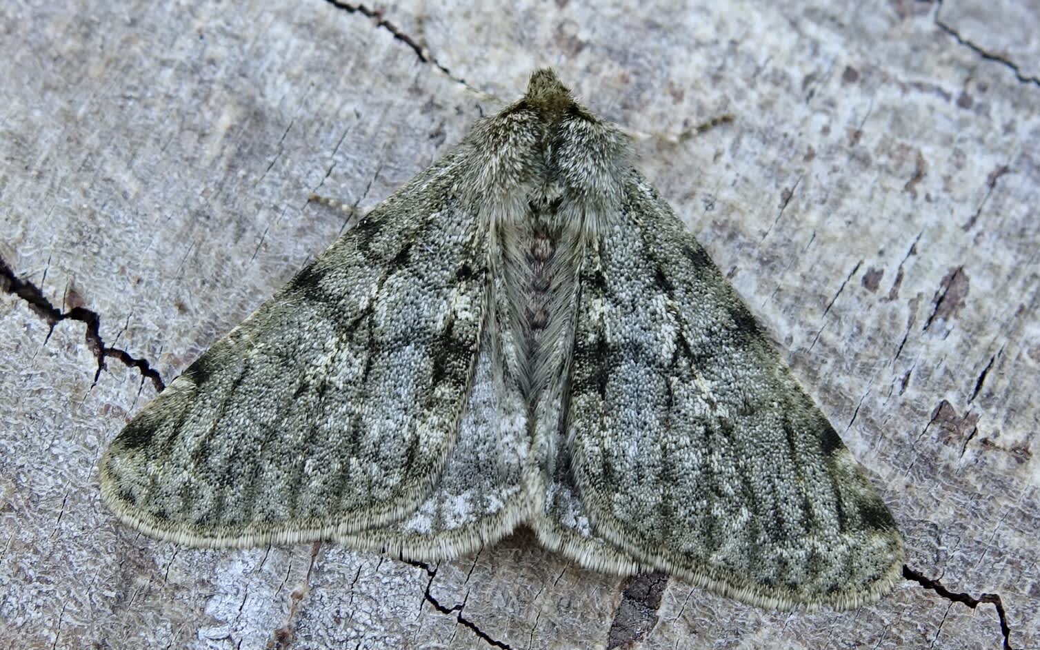 Pale Brindled Beauty (Phigalia pilosaria) photographed in Somerset by Sue Davies
