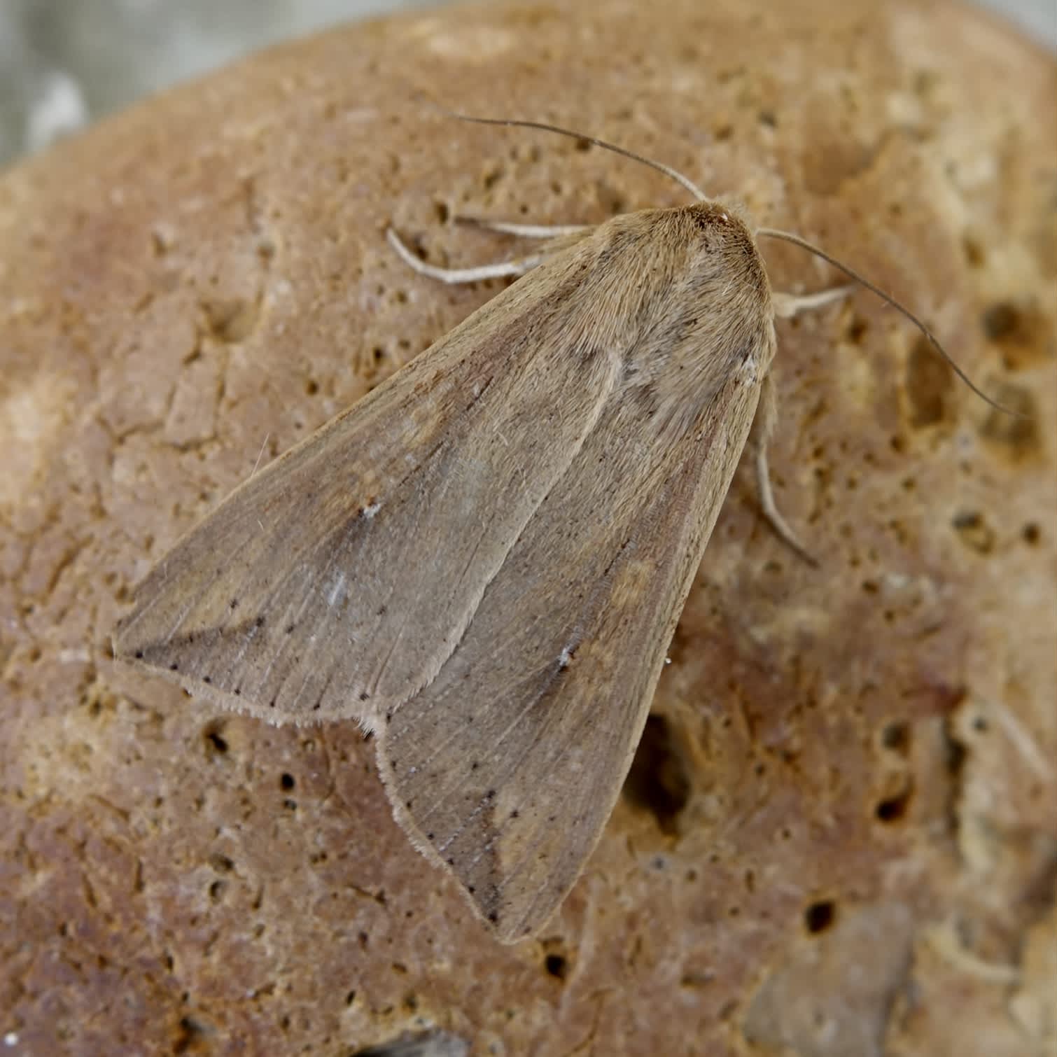 White-speck (Mythimna unipuncta) photographed in Somerset by Sue Davies