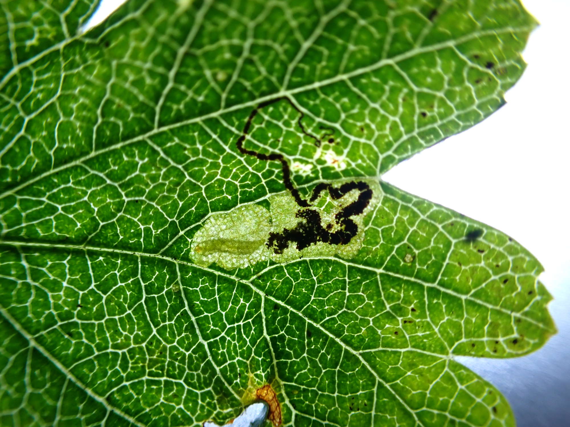 Greenish Thorn Pigmy (Stigmella hybnerella) photographed in Somerset by Jenny Vickers